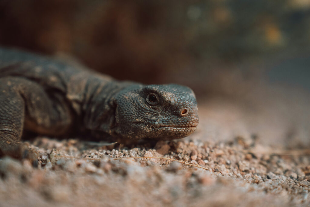 Close-up of a lizard with scaly skin – environmental image for photography portfolio – Web Design, Video Editing, and Graphic Services