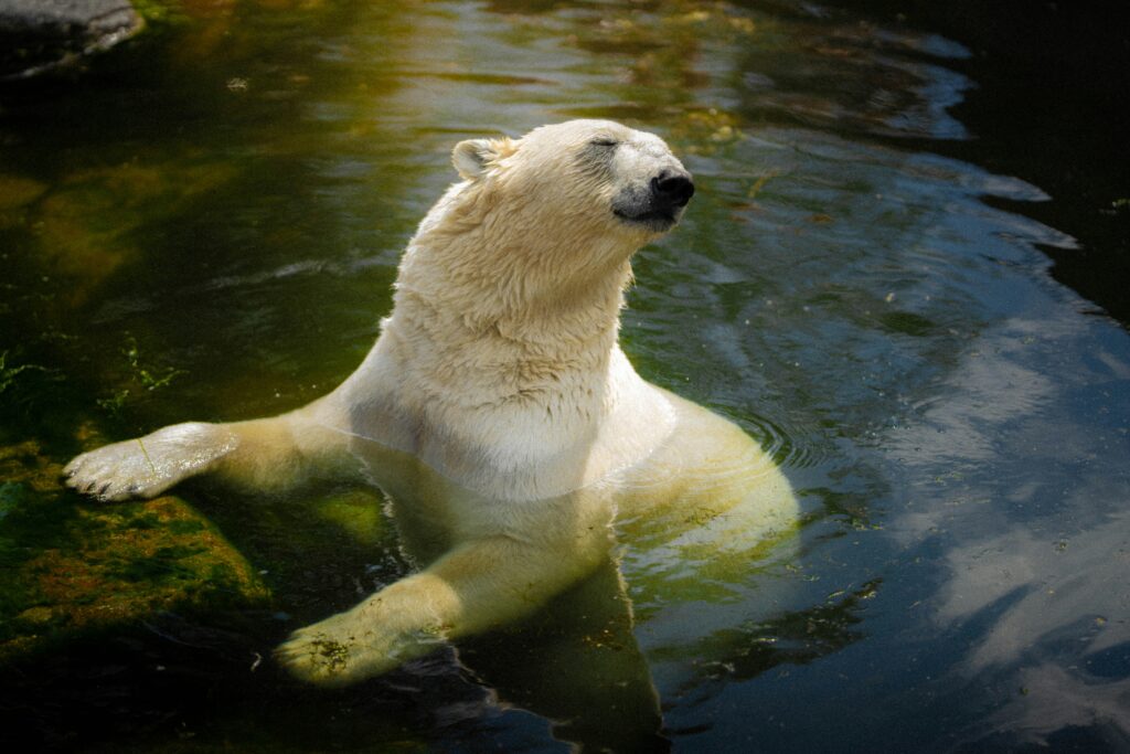Environmental shot of a polar bear partially submerged – graphic project for Arctic wildlife portfolio – Web Design, Video Editing, and Graphic Services